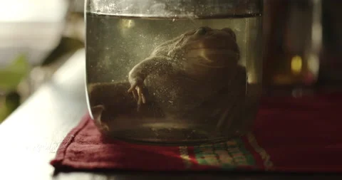 Frog in a glass containers preserved and preserved in formalin. Fluid preserved 스톡 동영상 145221864