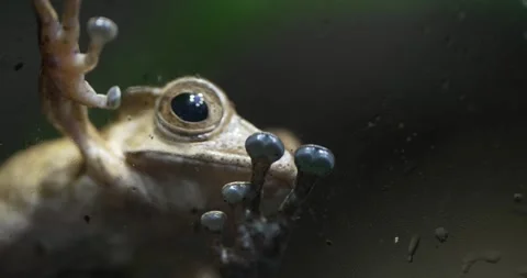 Frog on Glass Stock Footage 285677994