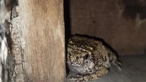 Frog with a good color Vídeo Stock 243155998