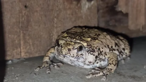 Frog with a good color Stock-Footage 243156024