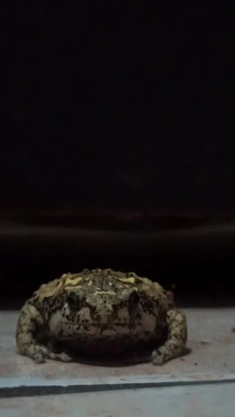 Frog with a good color Stockbeeldmateriaal 249648145