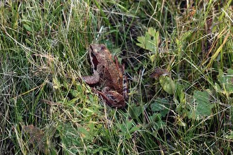 Frog in the grass close-up Stock Photos