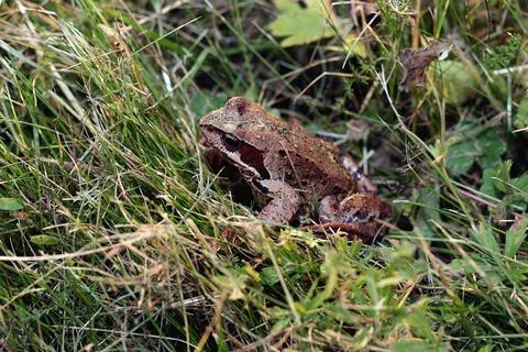 Frog in the grass close-up Stock Photos