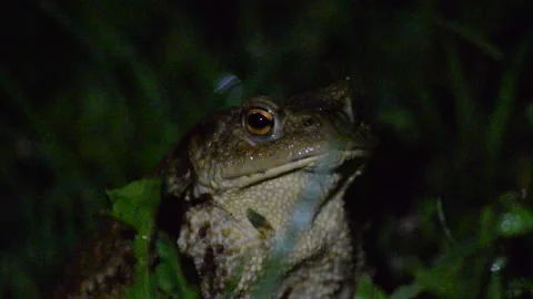 Frog in the grass during rainy night Stock Footage 132251051