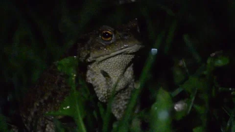 Frog in the grass during rainy night Stock Footage 132251180