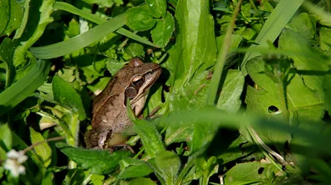Frog in the grass Stock Footage 37316842
