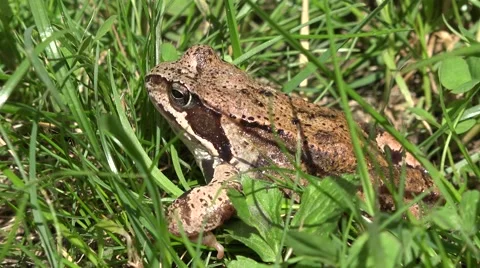 Frog in the grass Video stock 40118421