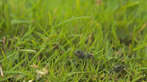 Frog in the grass Video stock 86527789