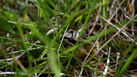 Frog in Grass Stock Footage 240645566