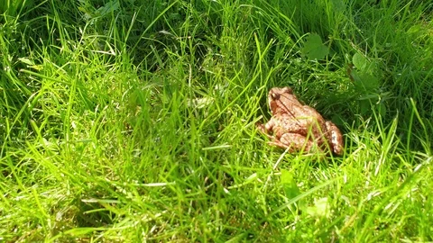 Frog on the grass. Marsh frog on the grass. 스톡 동영상 112282283