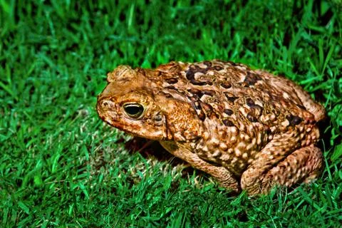 FROG ON THE GRASS Foto stock