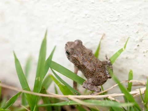 Frog in grass Stock Photos