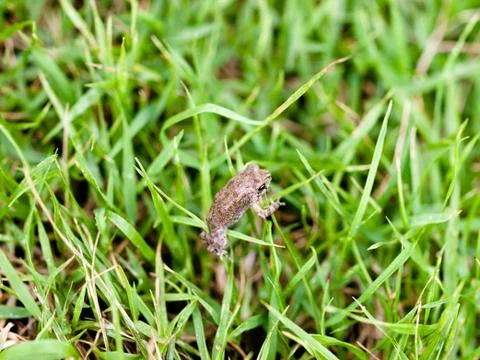 Frog in  grass Stock Photos
