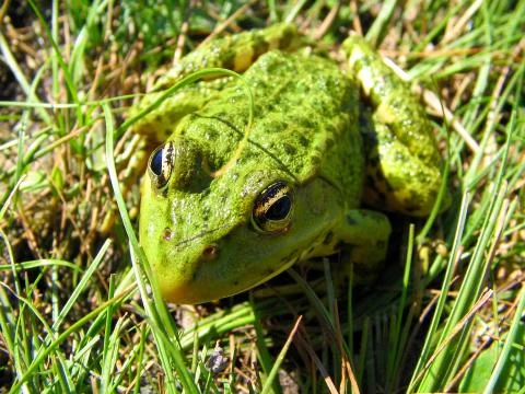 Frog In the Grass Foto stock
