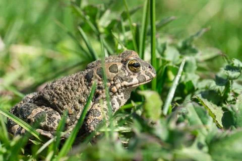 Frog on the grass Foto stock