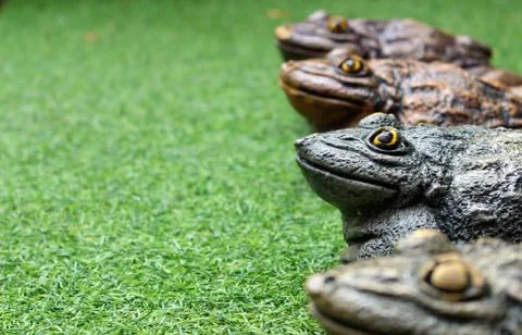 Frog on grass Stock Photos