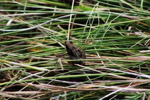 Frog in grass Stock Photos