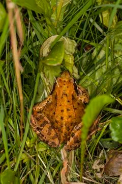 Frog in the grass Stock Photos