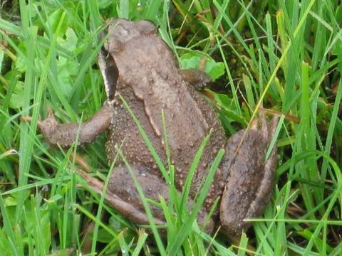 Frog in grass Stock Photos