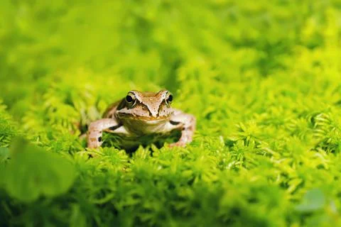 Frog in the grass Stock Photos