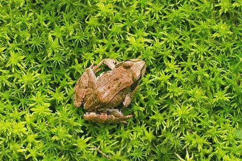 Frog in the grass Stock Photos