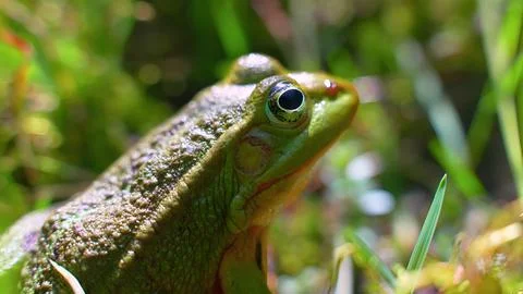 Frog in the grass Stock Photos
