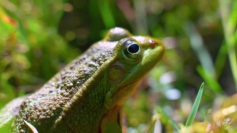 Frog in the grass Stock Photos