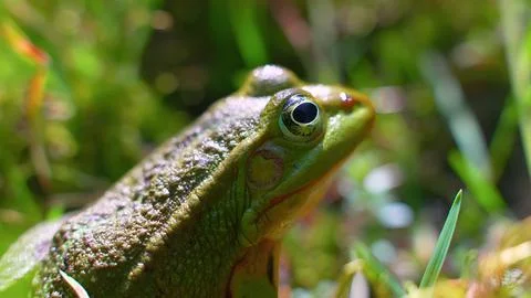Frog in the grass Stock Photos