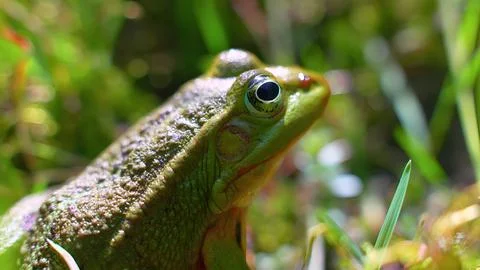 Frog in the grass Stock Photos