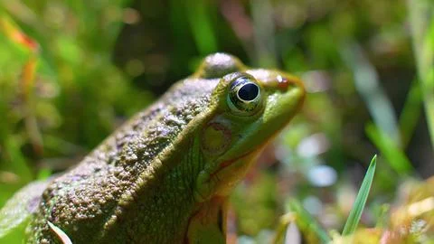 Frog in the grass Stock Photos