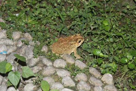 Frog on the grass Stock Photos