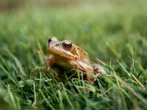 A frog in grass Stock Photos