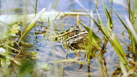 Frog on grass sitting in the shallow water. 4k60p Stock Footage 132221786
