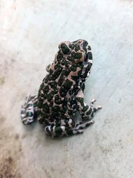 Frog on a gray background Stock Photos