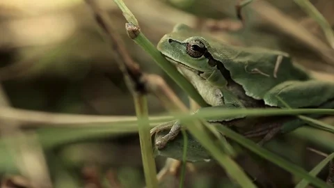 A frog of green color sits in green grass Stock Footage 76926883