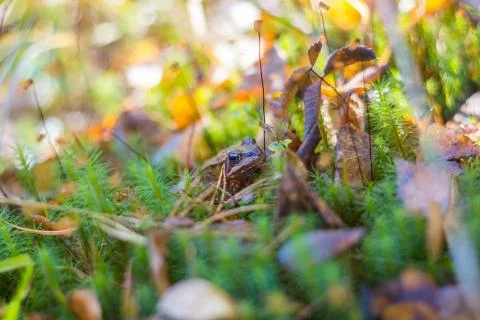 Frog in the green grass Stock Photos