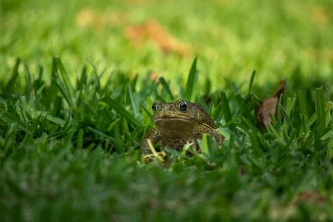 A frog in green grass Stock Photos