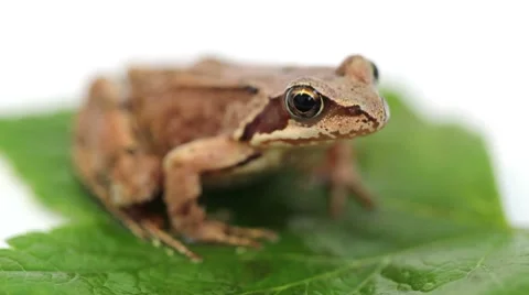 Frog on green leaf Stock Footage 8520129