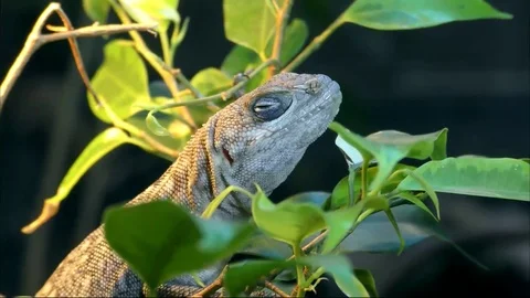 Frog with green leaf 스톡 동영상 79464345