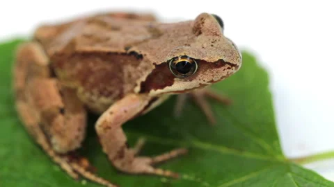 The frog on green leaf Видео 93823485