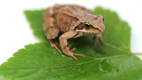 The frog on green leaf Stock Footage 93824023