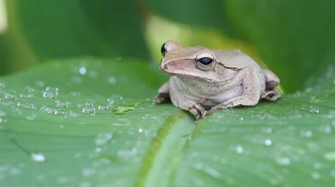 Frog on green leaves Stockbeeldmateriaal 32152493