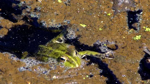 Frog green marsh Stock Footage 88556416