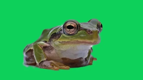 Frog on a Green Screen, Chroma Key. Stock Footage 297128750