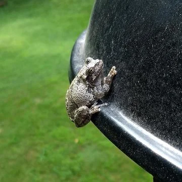 Frog grill 스톡 사진