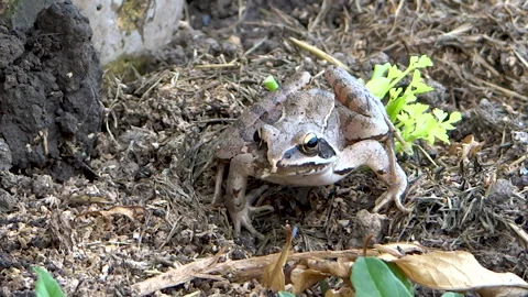 Frog On The Ground, and jumps, Close-Up. Stock Footage 131091655