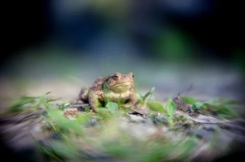 Frog on the ground, between the leaves. Common toad in the natural environmen Stock Photos
