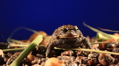 Frog on ground Video stock 52166799