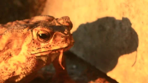 Frog on the ground Stock Footage 291352541