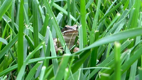 Frog On The Ground, front view, Close-Up. Video stock 131091721